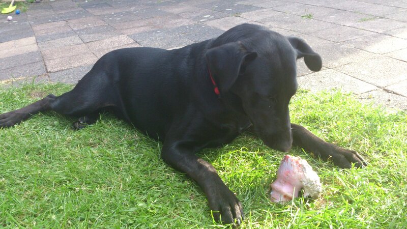 Black dog with bone
