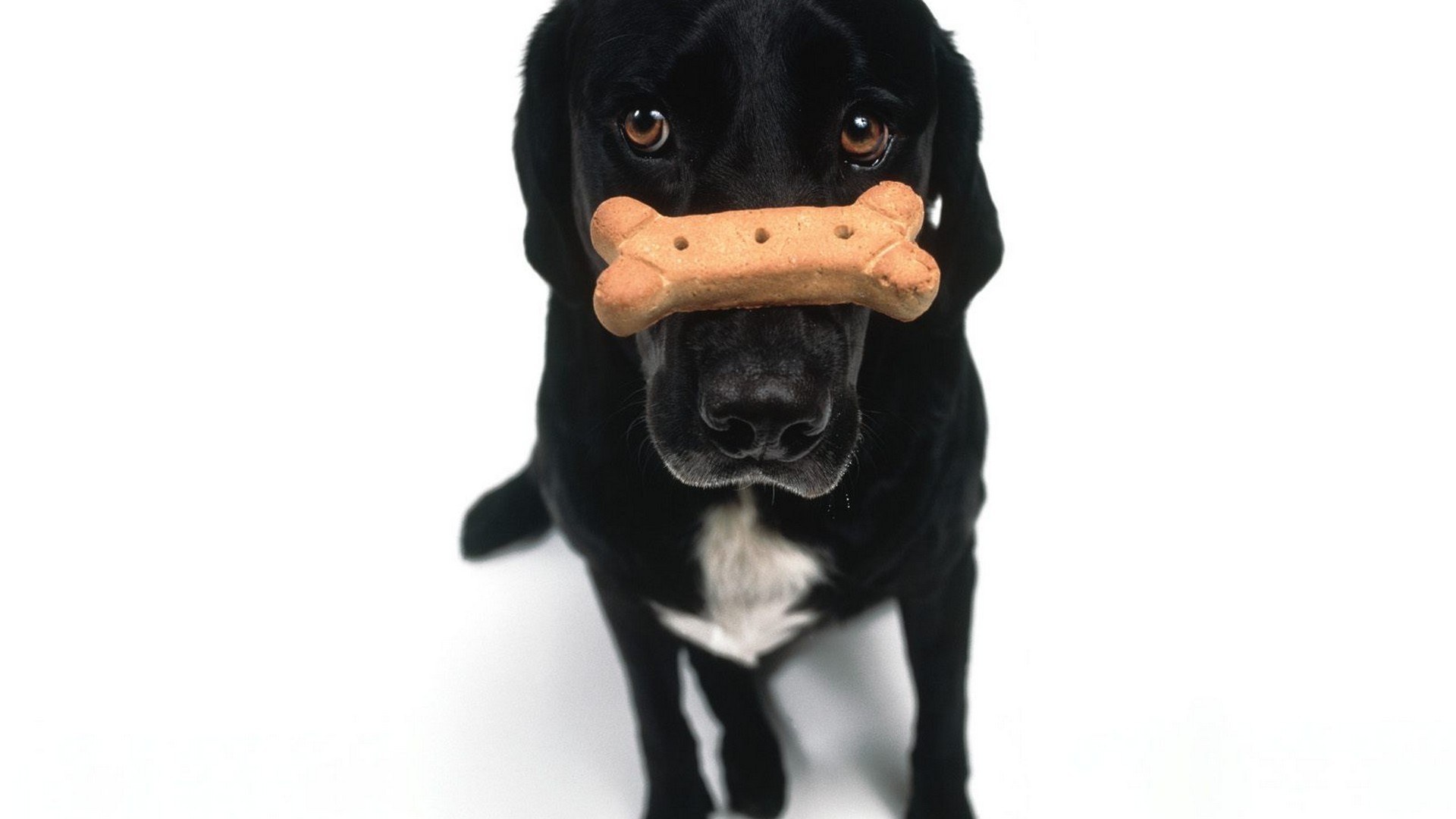 black dog with bone treat