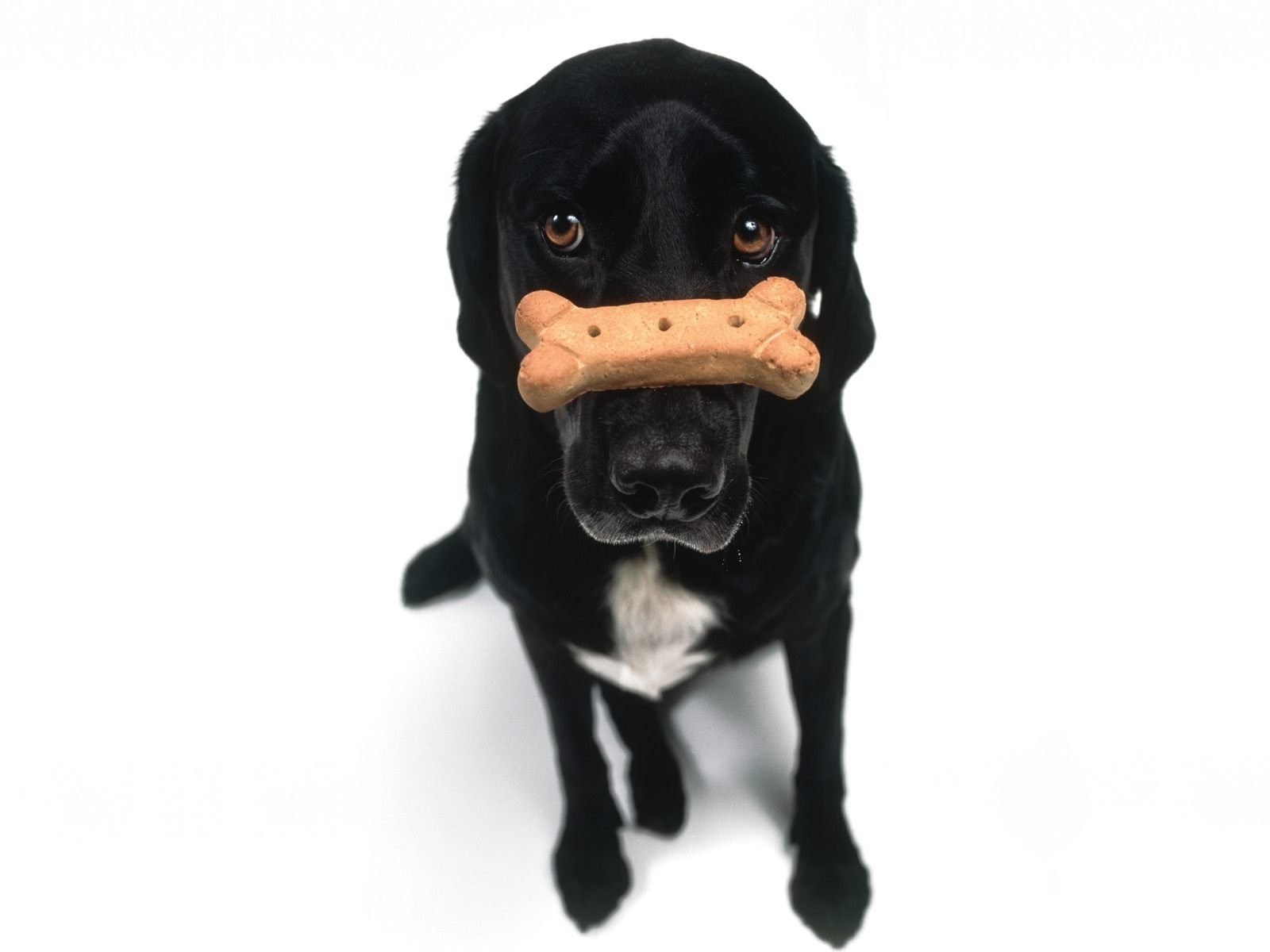 black dog with bone treat