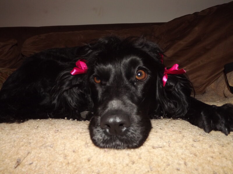 Black Dog with Bows