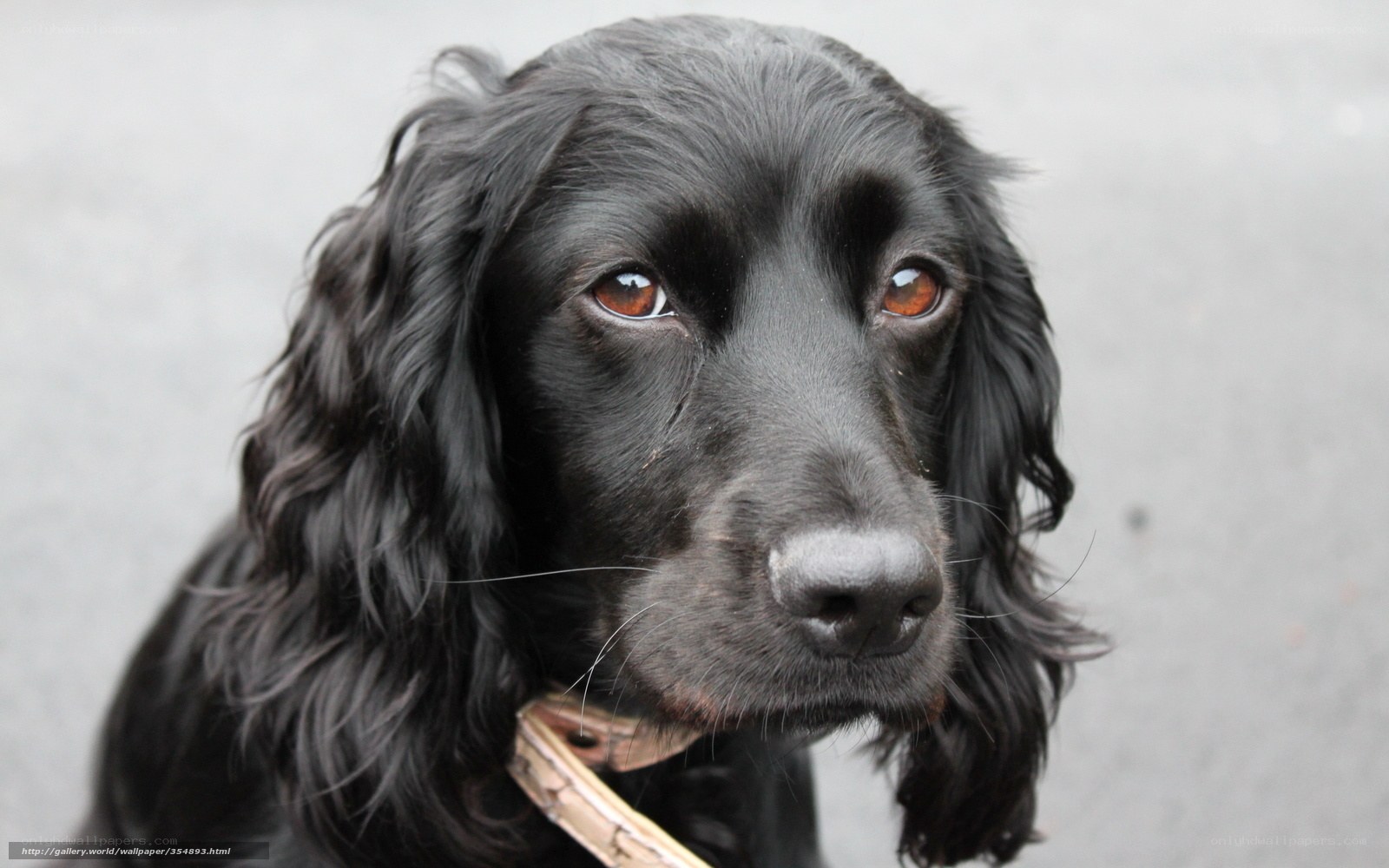 black dog with brown eyes