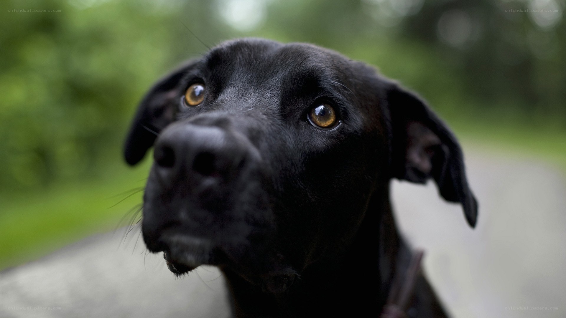 black dog with brown eyes