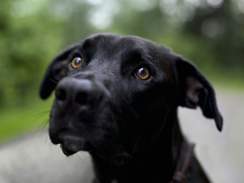 Black Dog with Brown Eyes — Calm, Photograph, Ears