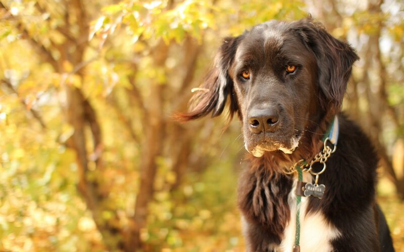 Black Dog with Brown Eyes — Calm
