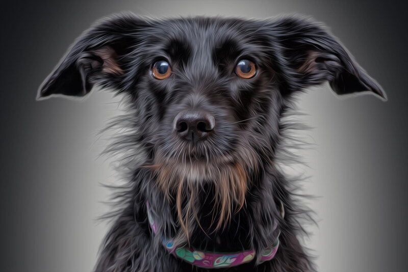 Black Dog with Brown Eyes — Neutral