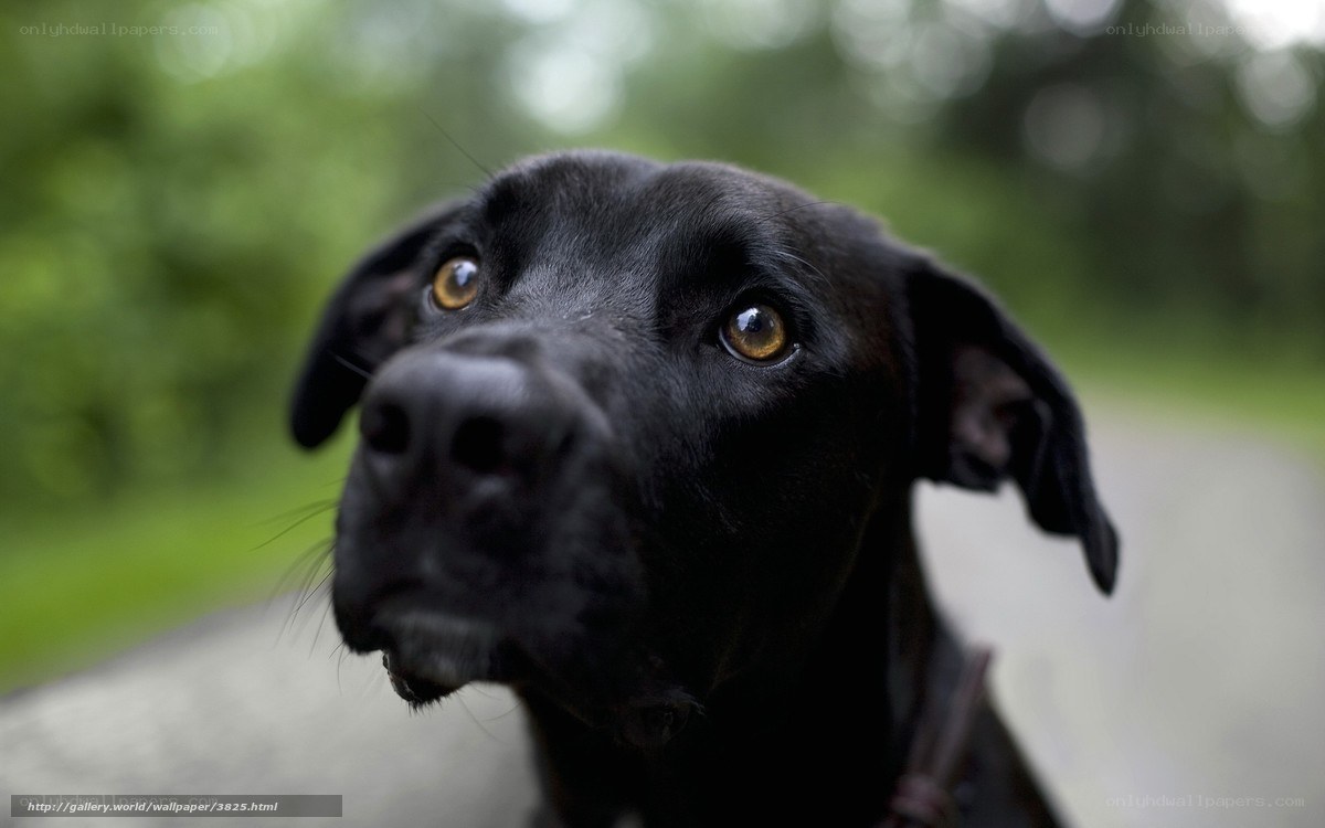 black dog with brown eyes