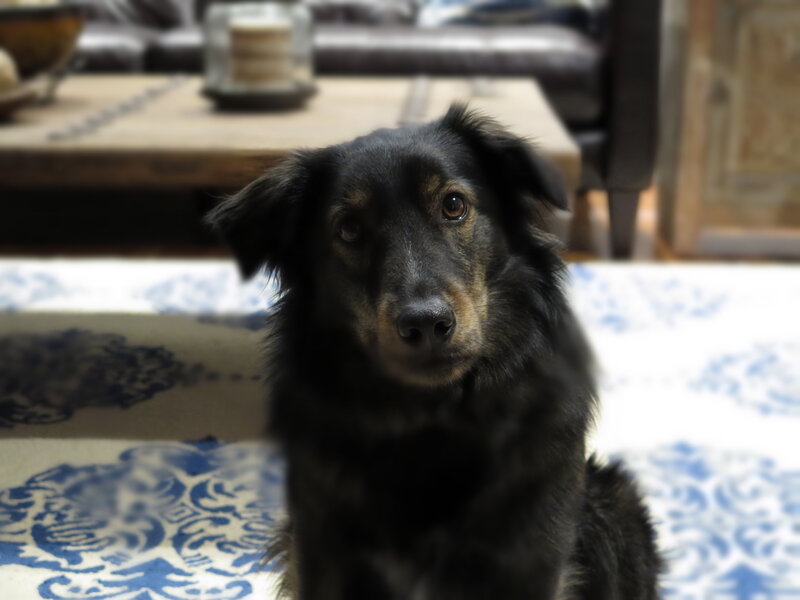 Black Dog with Brown Markings