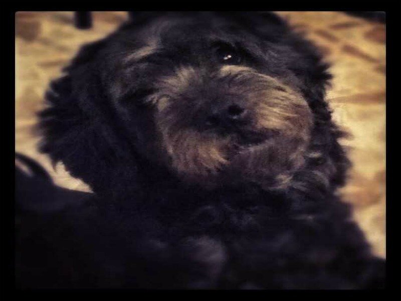 Black Dog with Brown Muzzle