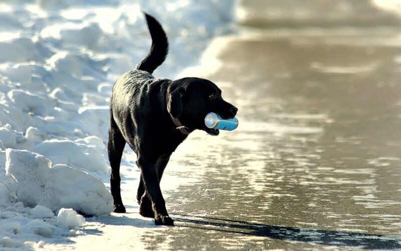 black dog with can in mouth