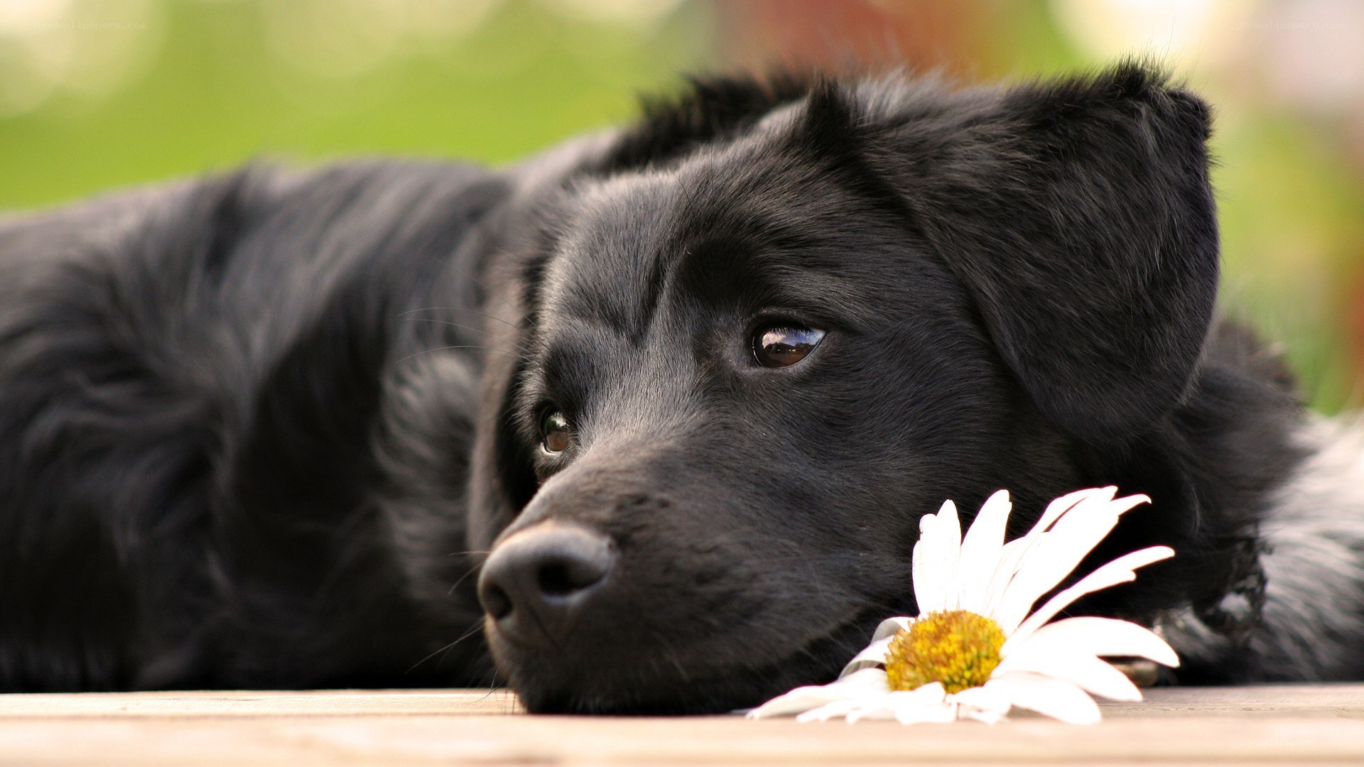 black dog with daisy