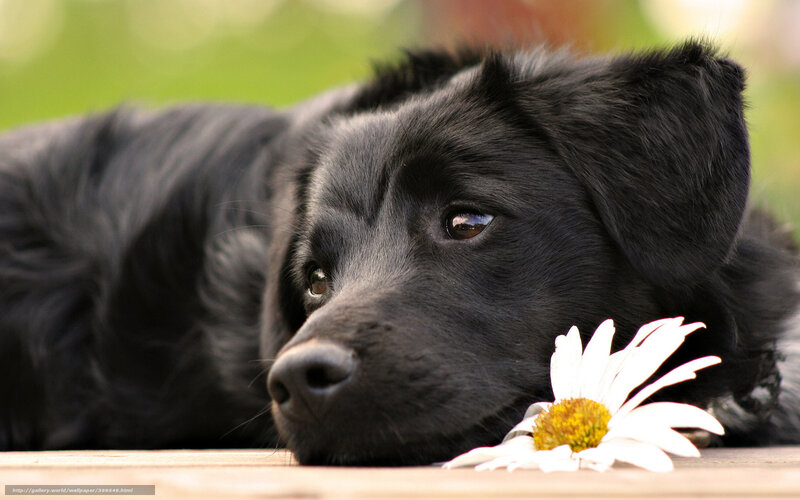 Black Dog with Daisy — Calm, Afternoon, Photograph, Wooden Surface