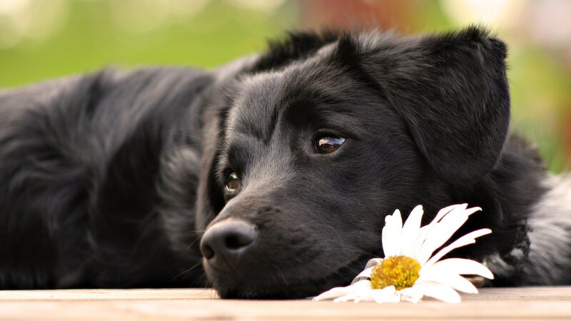 Black Dog with Daisy — Calm, Afternoon