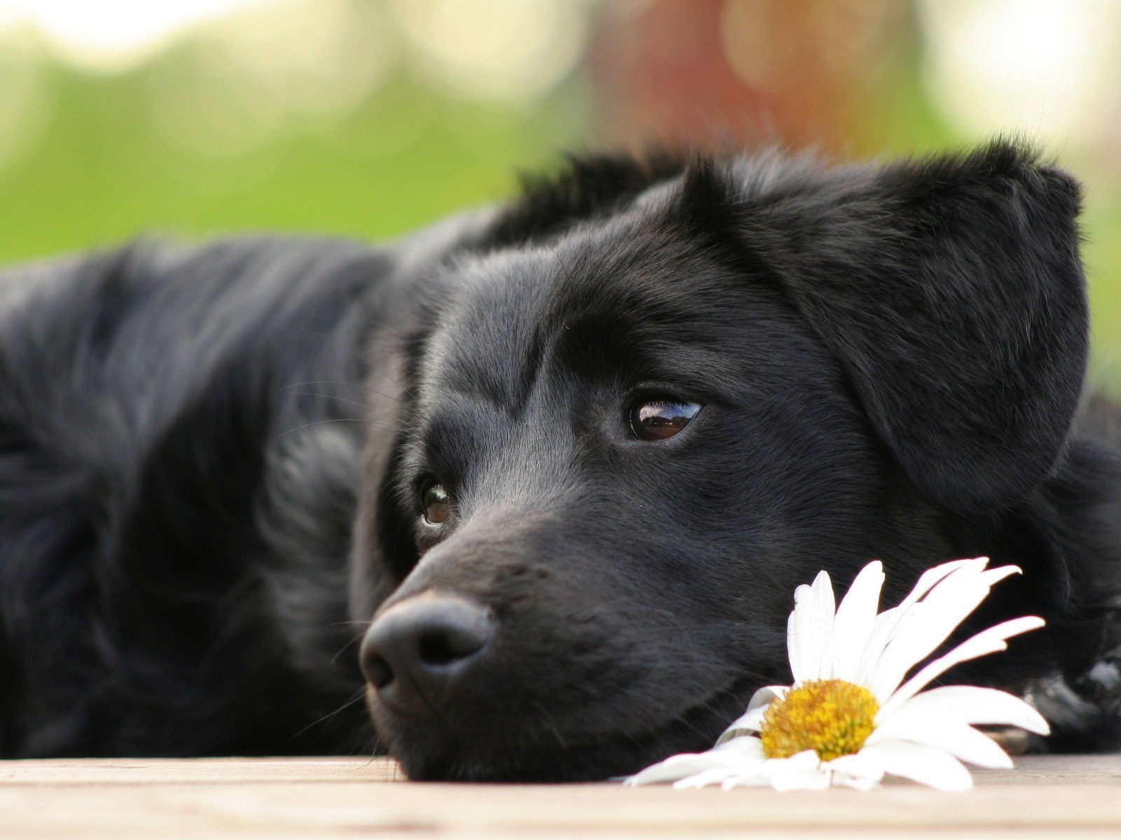 Black dog with daisy flower