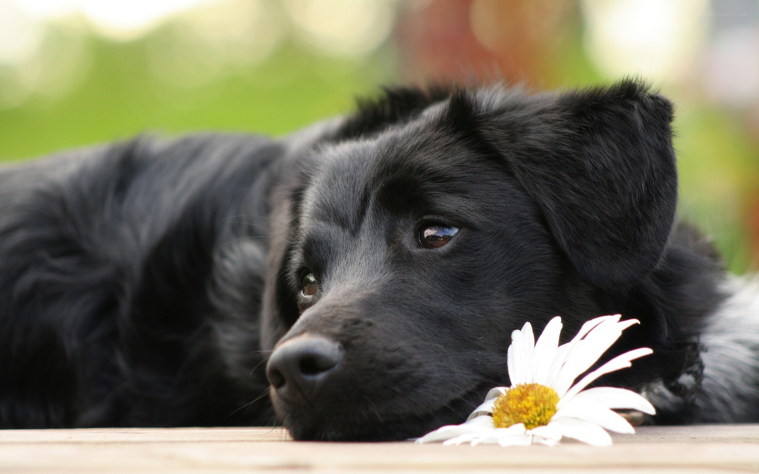 black dog with daisy flower