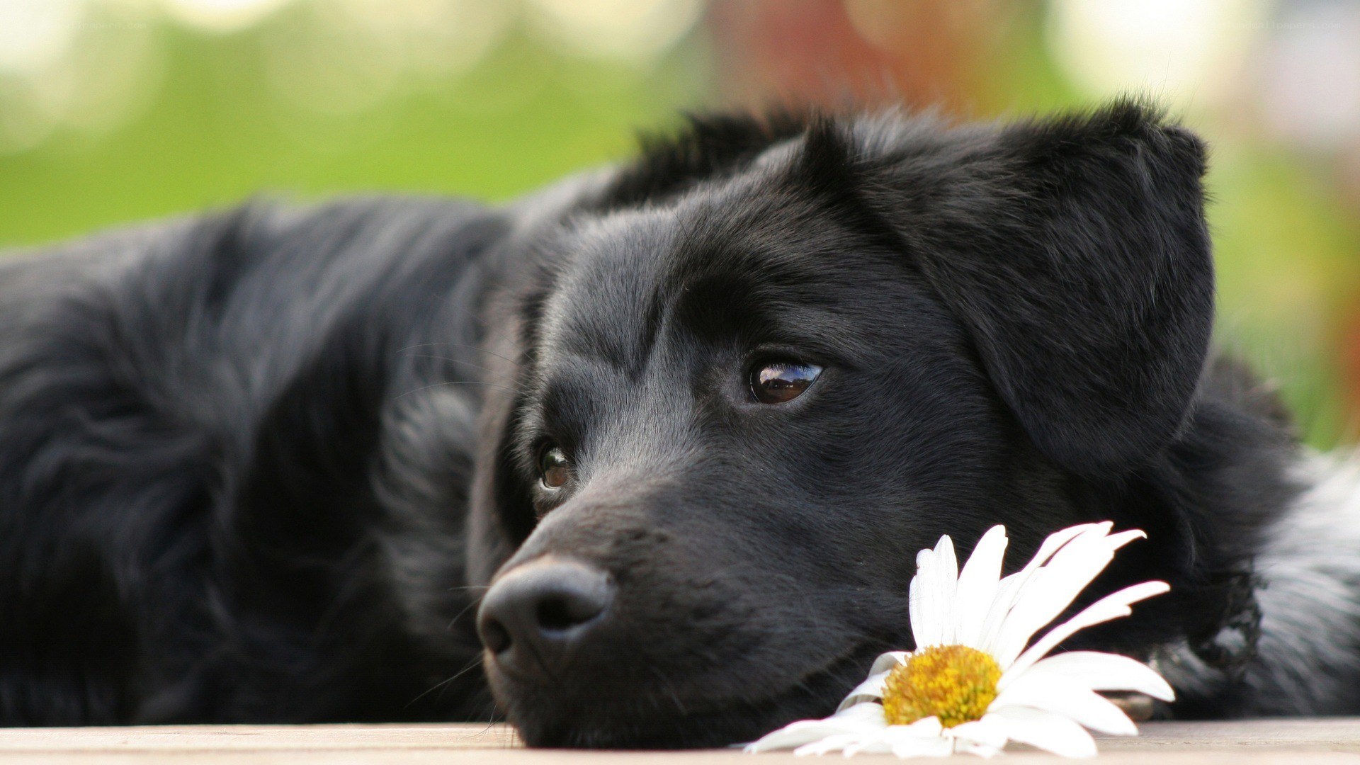 black dog with daisy flower