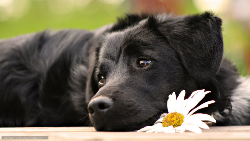 black dog with daisy flower