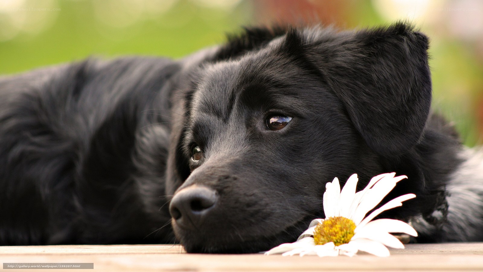 black dog with daisy flower