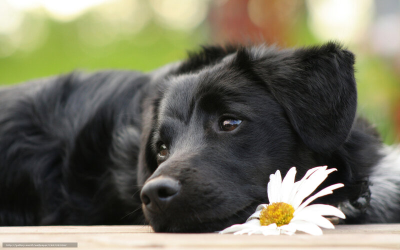 black dog with daisy