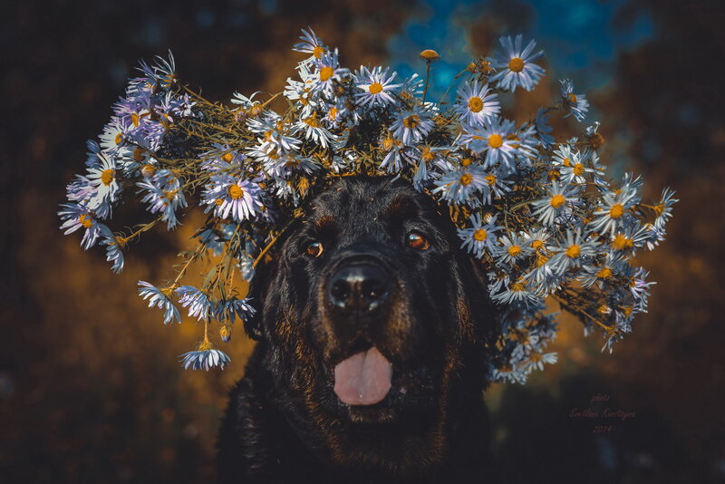 Black Dog with Flowers — Serene