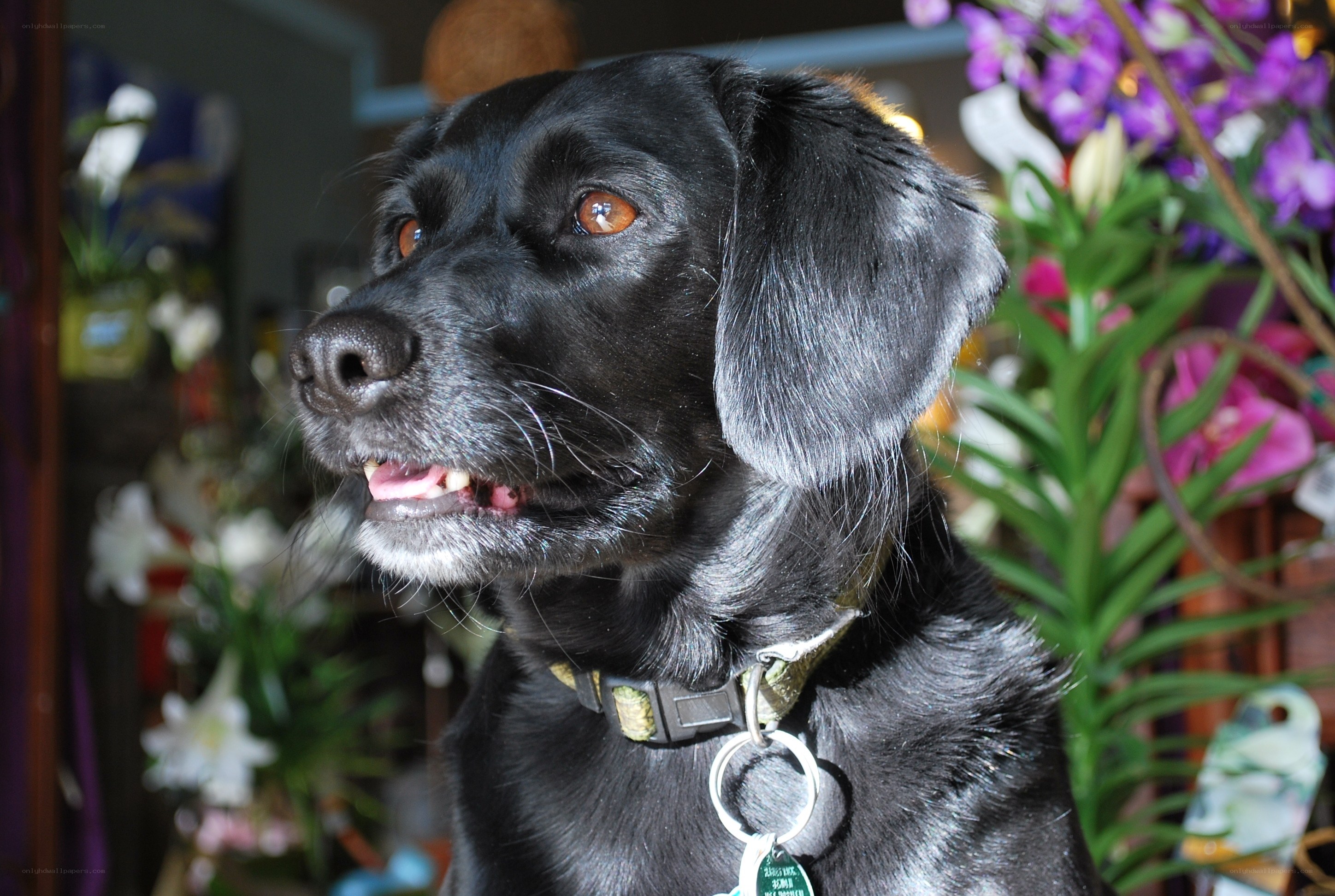 black dog with flowers