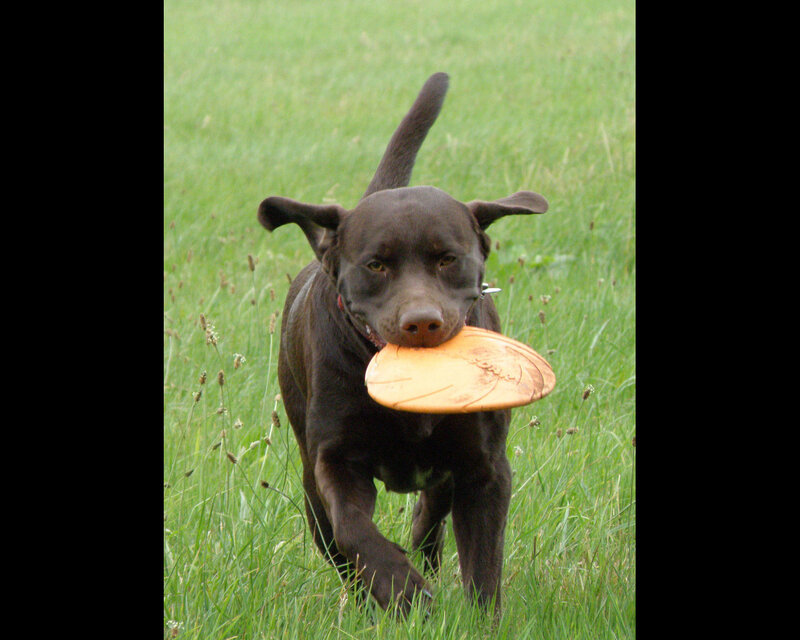 Black Dog with Frisbee