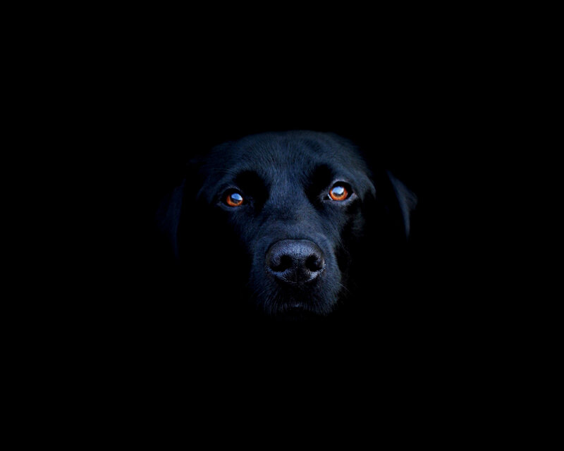 black dog with glowing eyes