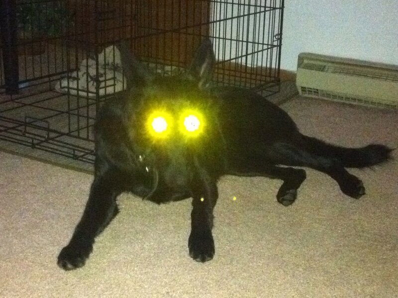 Black Dog with Glowing Eyes — Dark, Night