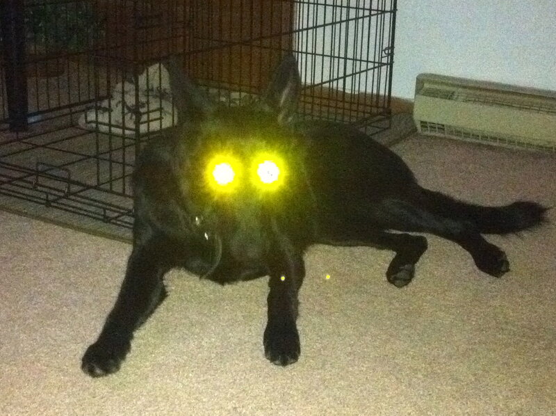 Black Dog with Glowing Eyes — Dark