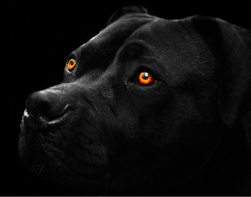 Black Dog with Glowing Eyes — Dramatic