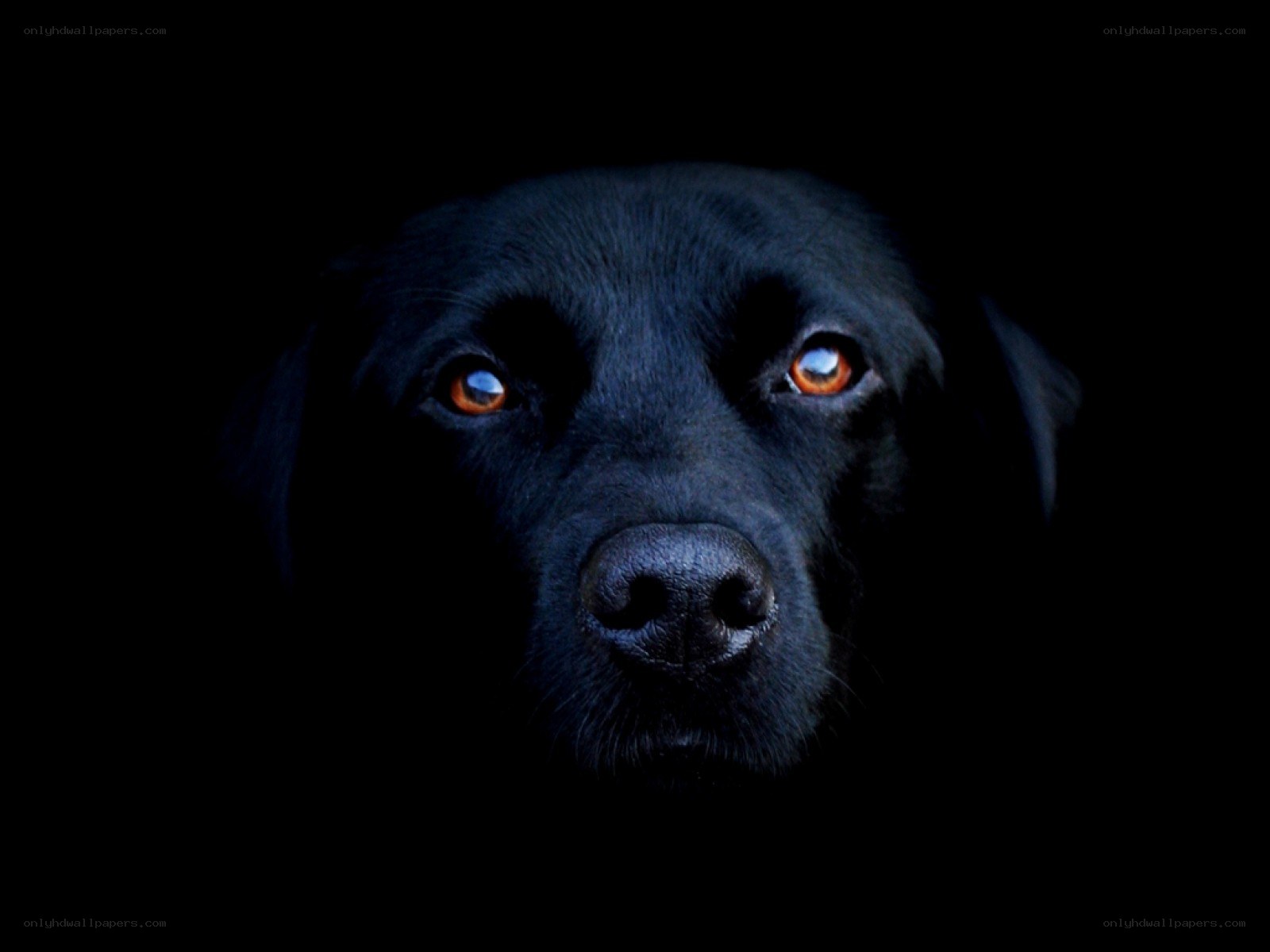 black dog with glowing eyes