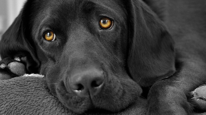 black dog with golden eyes