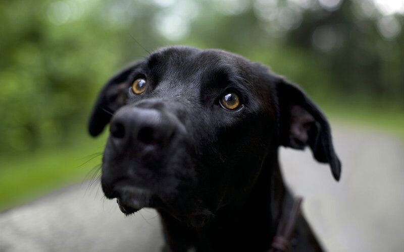 black dog with golden eyes