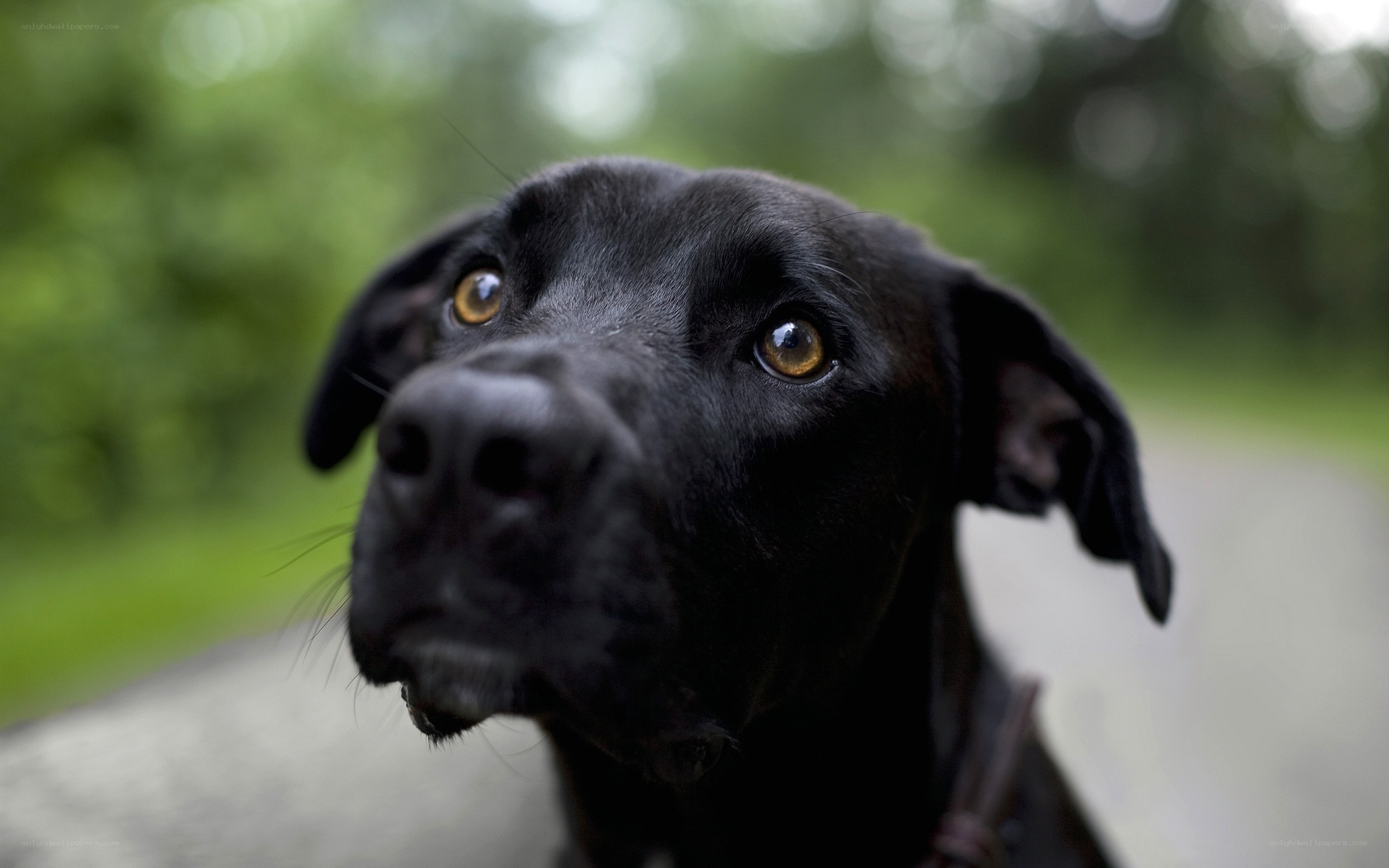 black dog with golden eyes