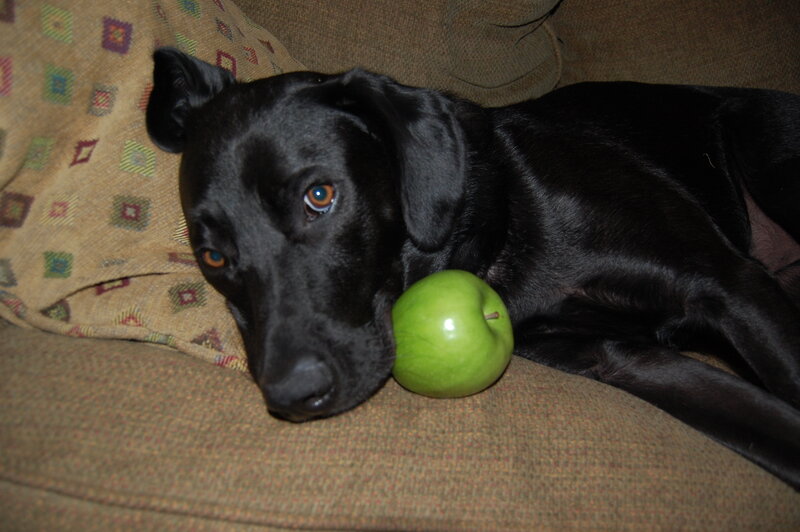black dog with green apple
