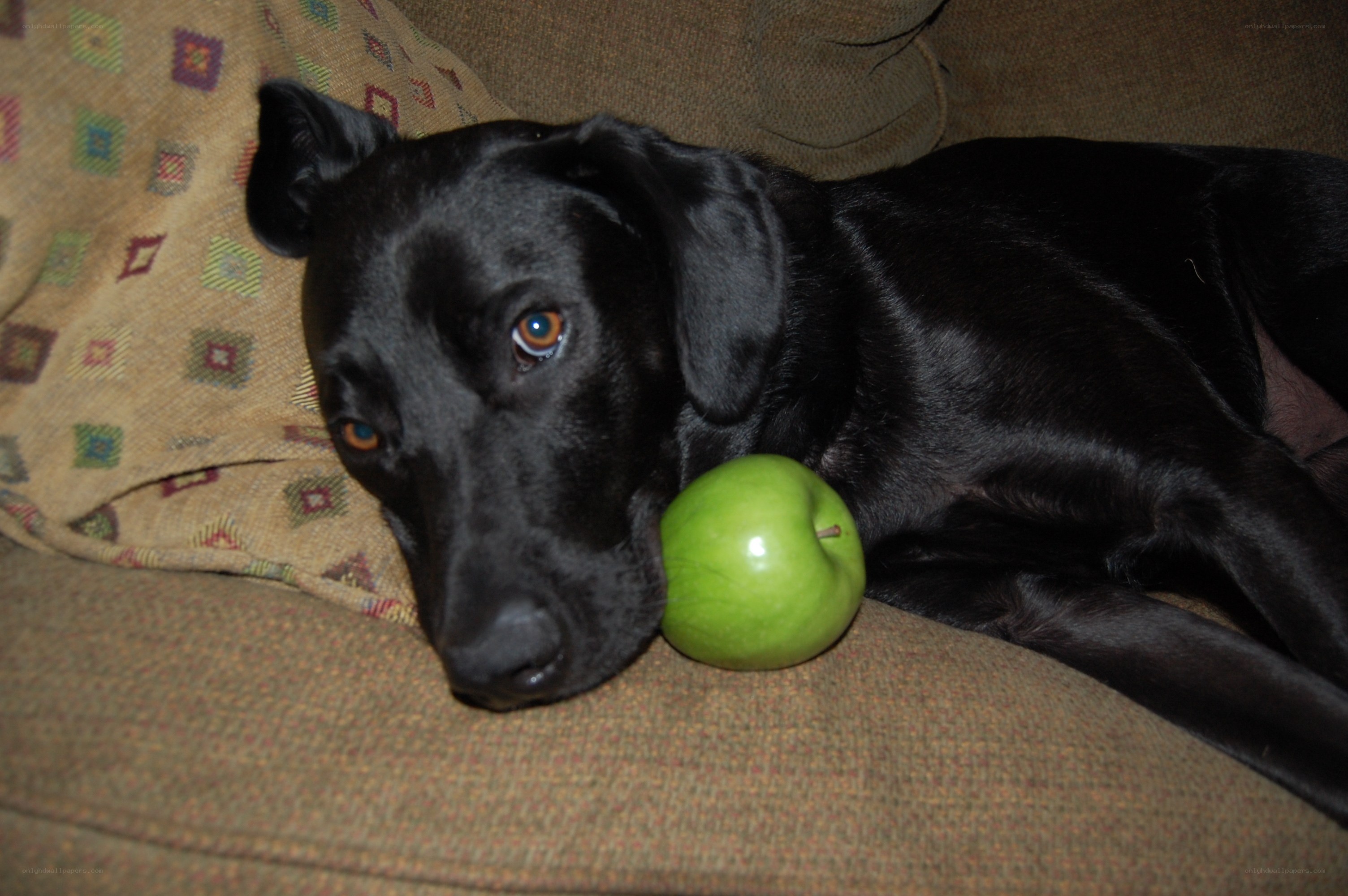 black dog with green apple