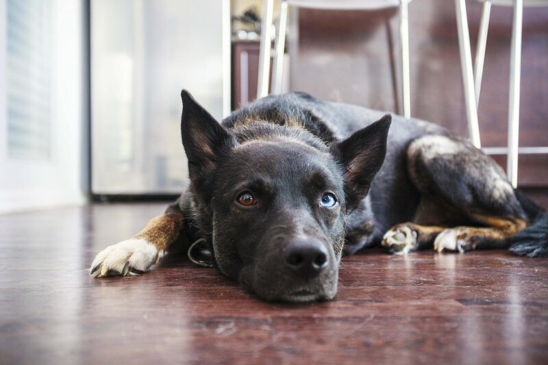 Black Dog with Heterochromia