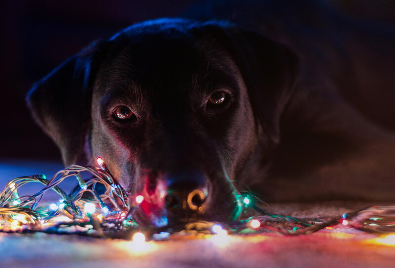 Black Dog with Lights