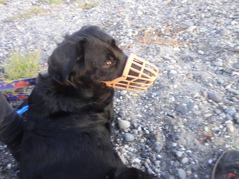 black dog with muzzle