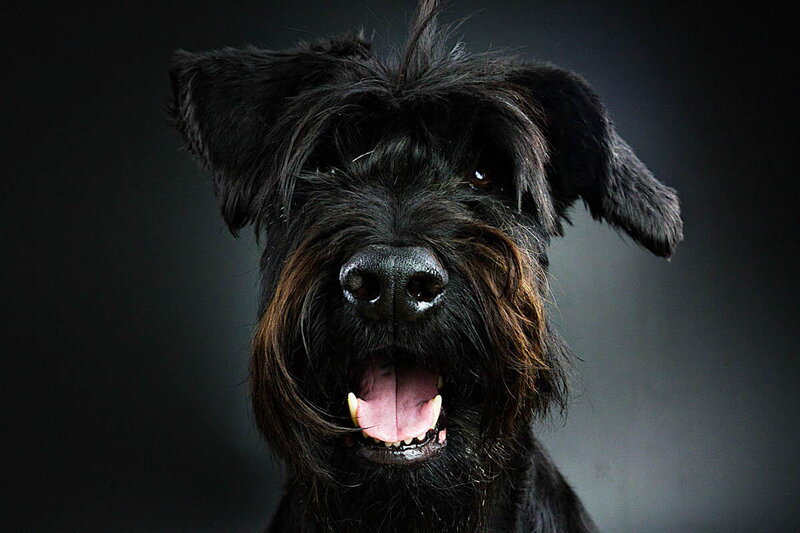 Black Dog with Open Mouth