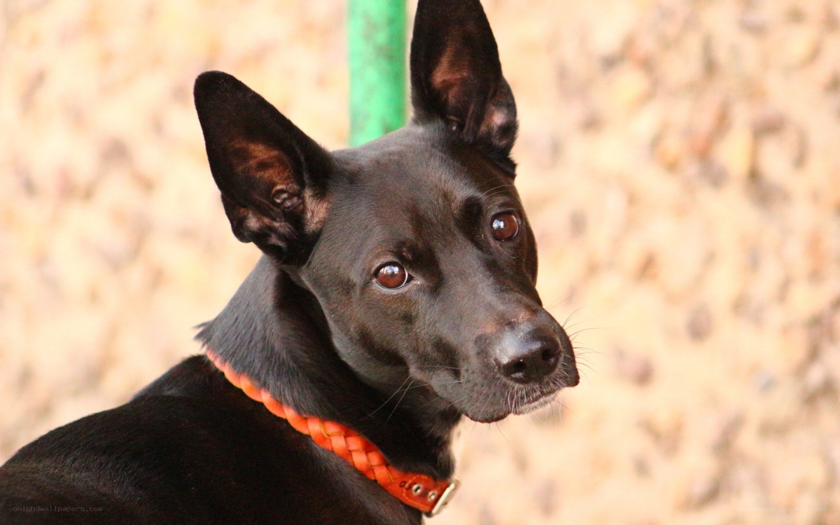black dog with orange collar