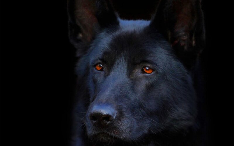 Black Dog with Orange Eyes — Dramatic