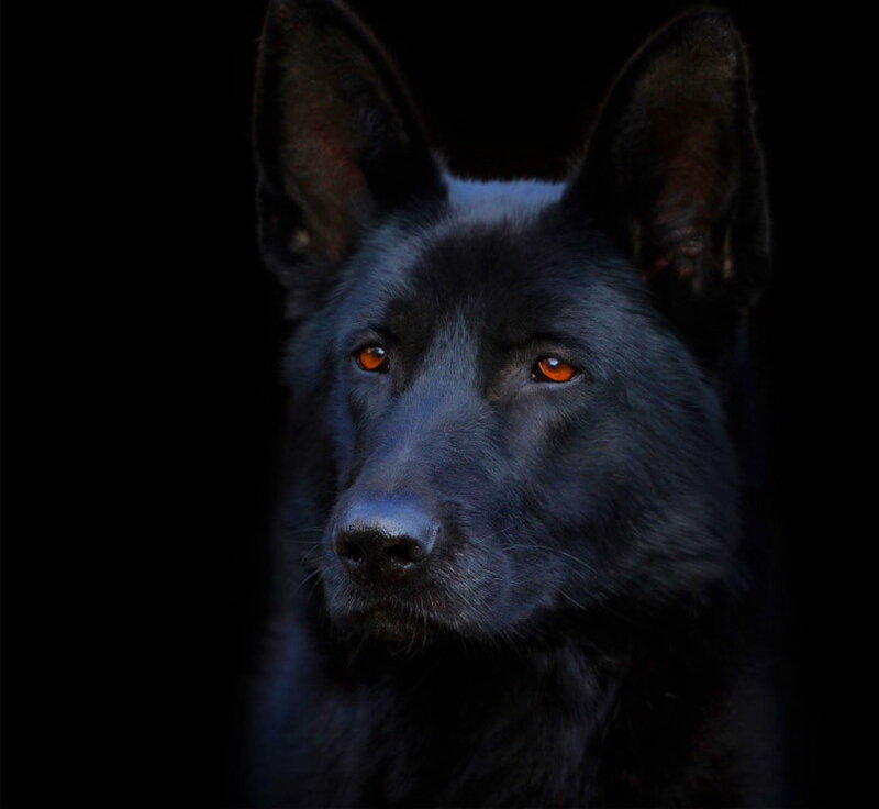 Black Dog with Orange Eyes