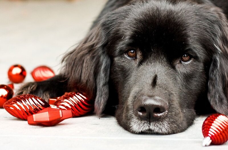 Black Dog with Ornaments — Calm, Photograph