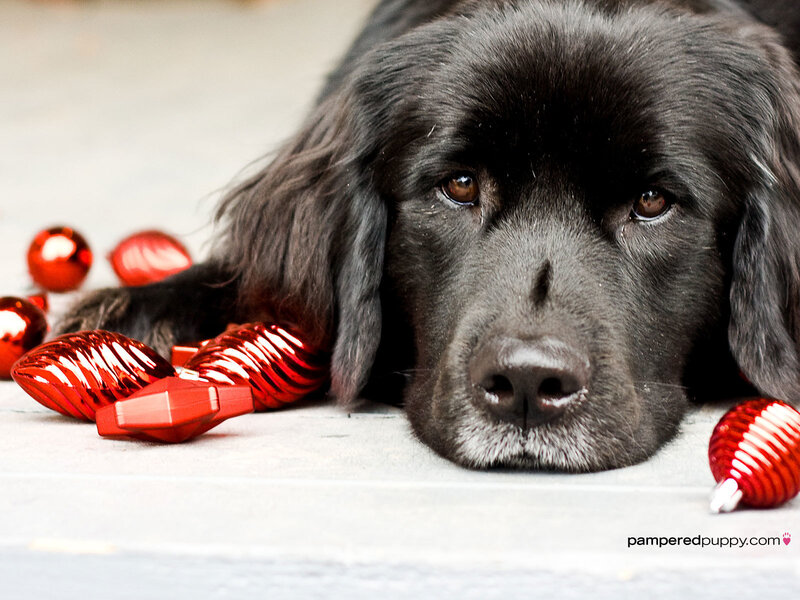 Black Dog with Ornaments — Calm