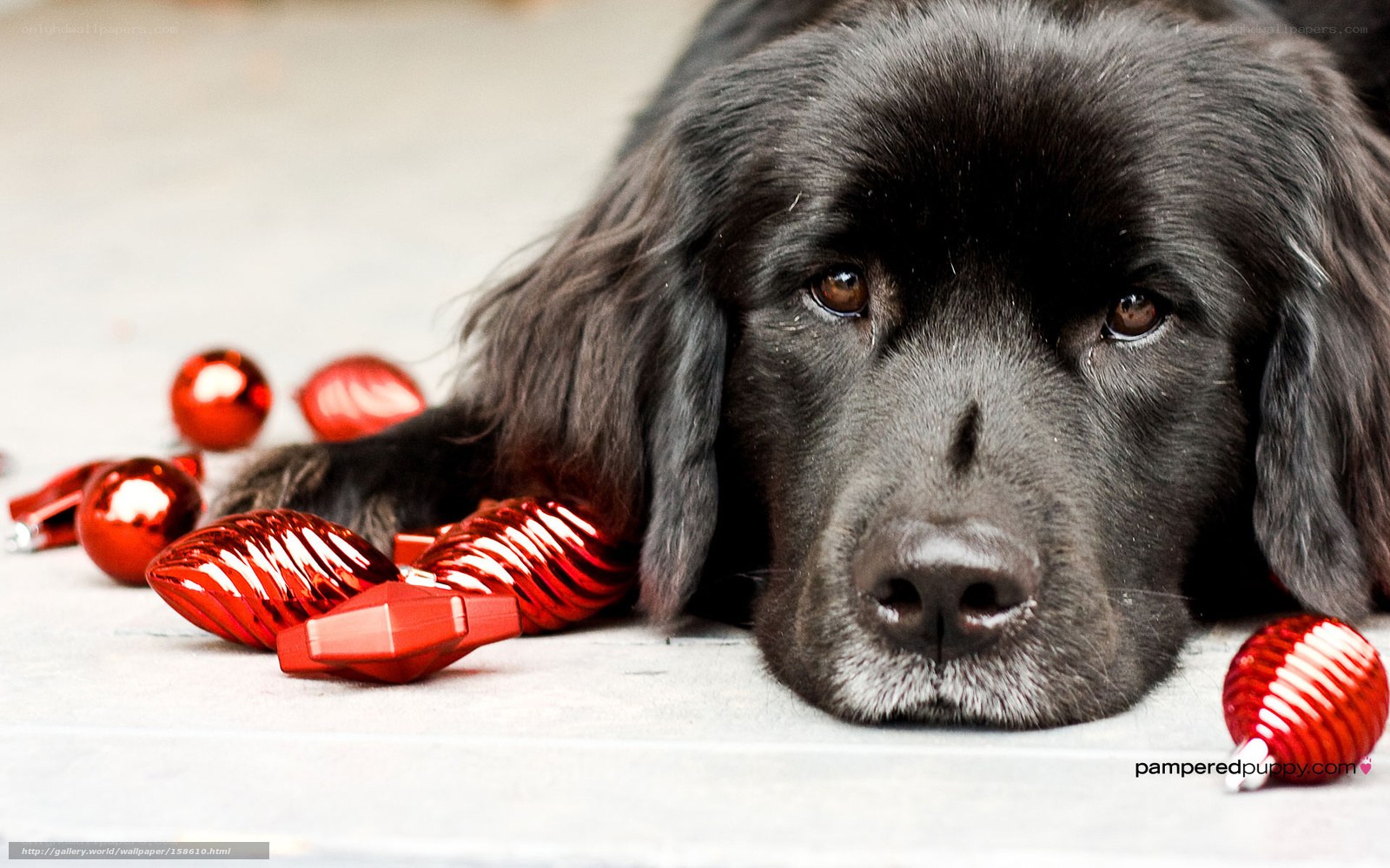 black dog with ornaments