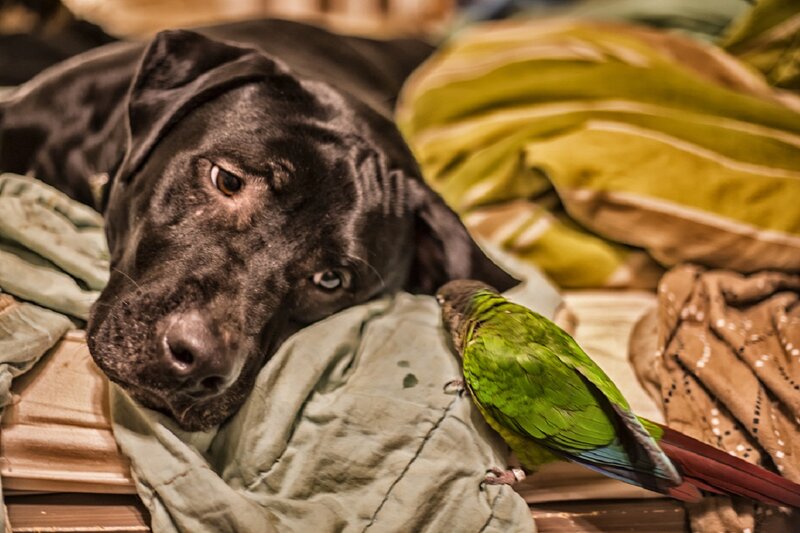 Black Dog with Parrot