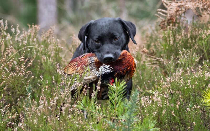 Black dog with pheasant in field