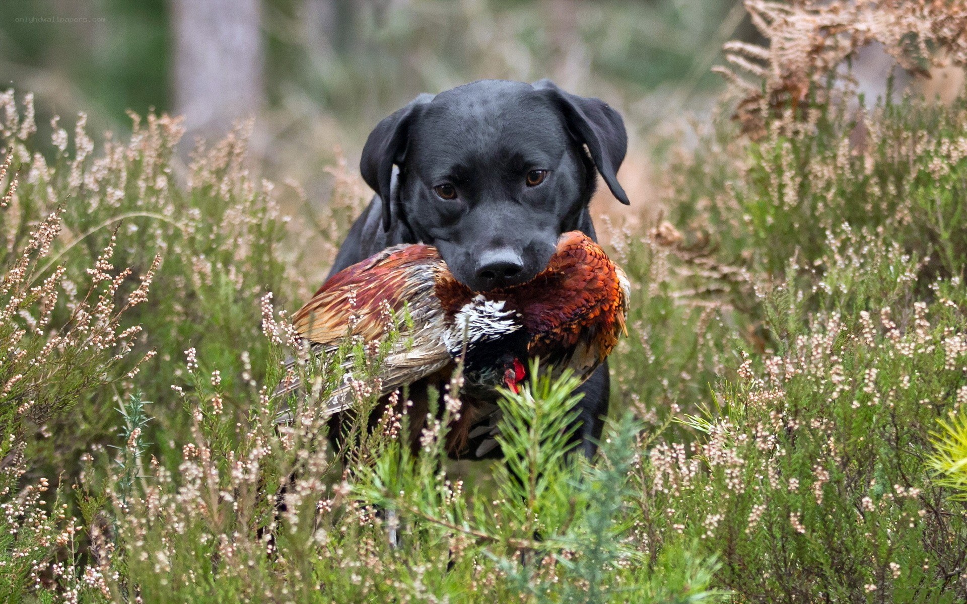Black dog with pheasant in field
