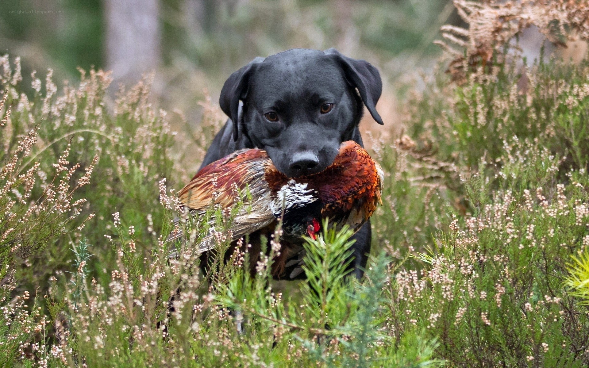 Black dog with pheasant in field