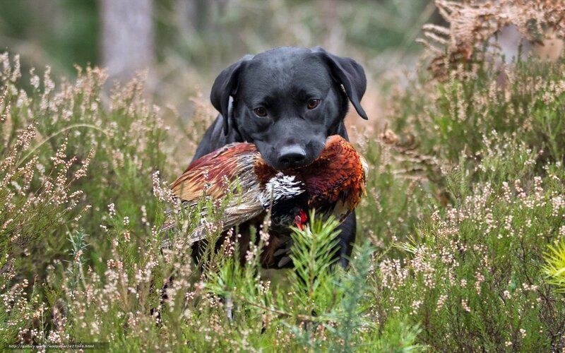 Black Dog with Pheasant